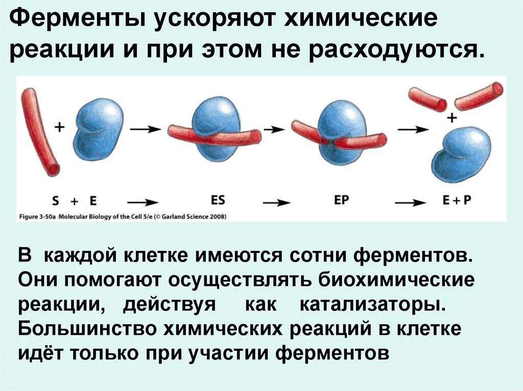 Реакции клетке ускоряют