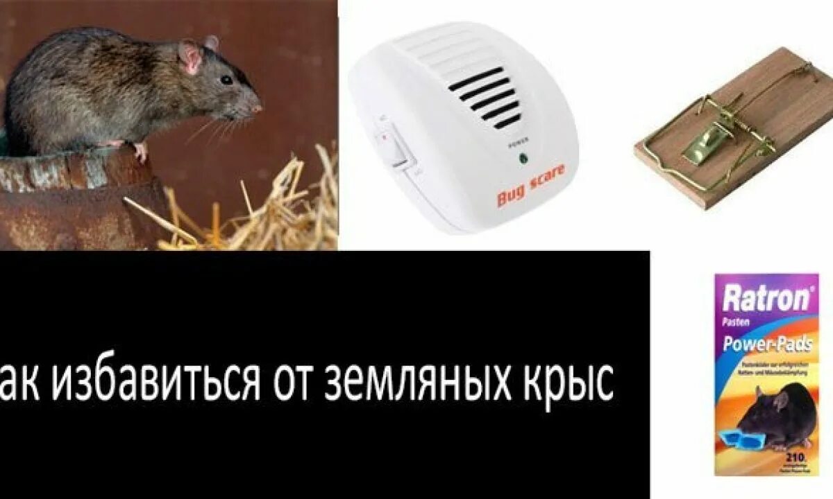 Как избавиться от земляных крыс на дачном. Земляная крыса. как избавиться от земляных крыс. ловушка для земляных крыс. земляная крыса в огороде.