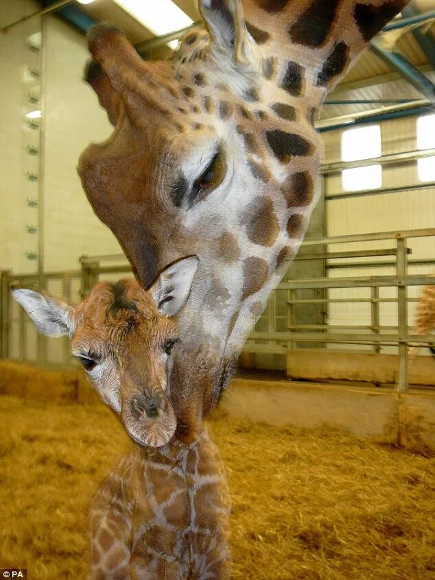 Маленький Жираф. Детеныш жирафа. Беременный Жираф. Новорожденный Жирафенок.