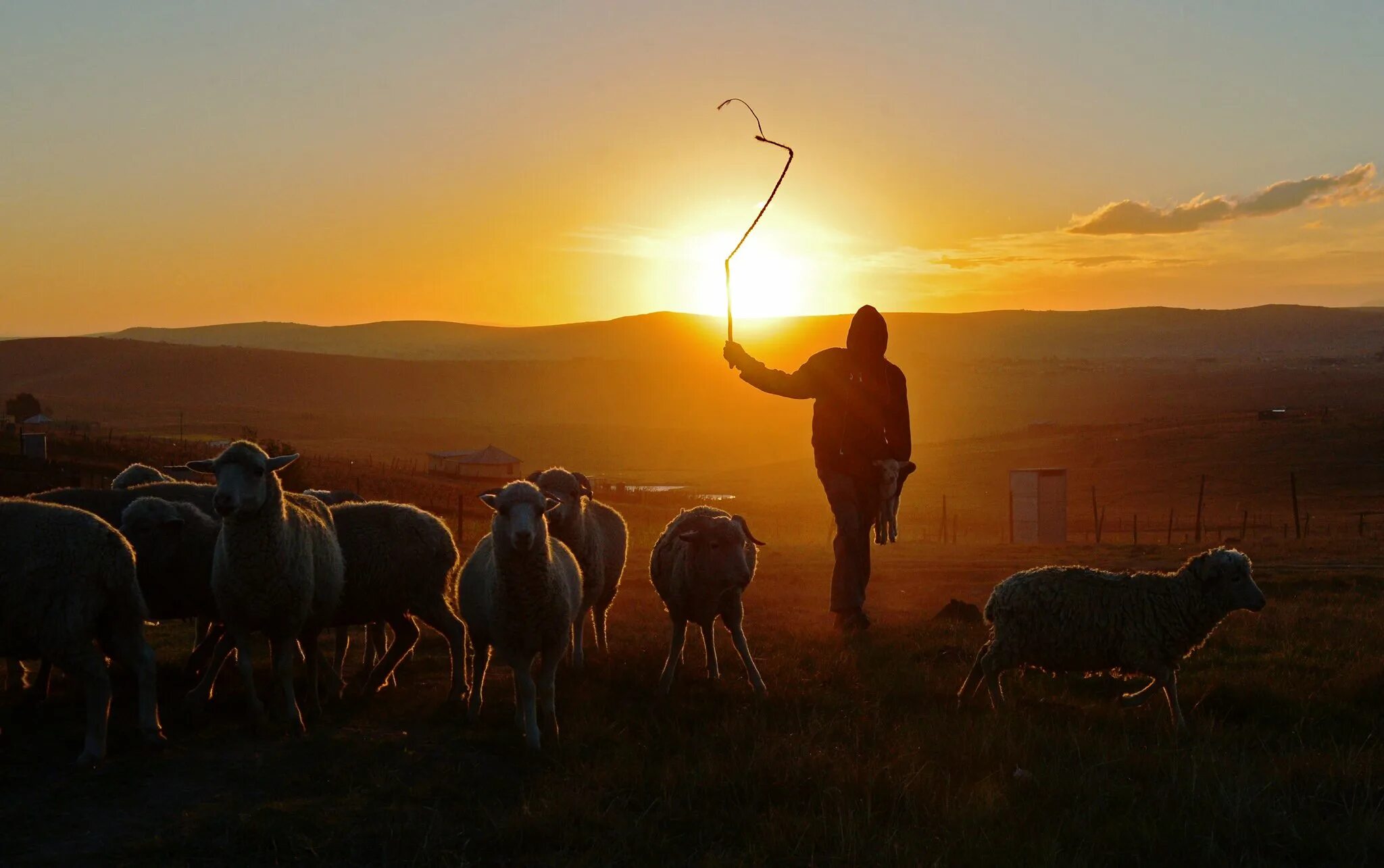 Пастух на звездном небе. Овцы на закате. Пастух с овцами. Пастух пасет овец. Пастух в поле.