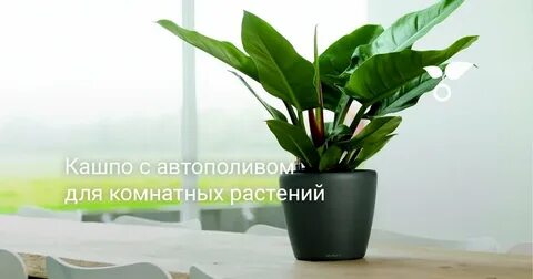 Комнатные цветы польза