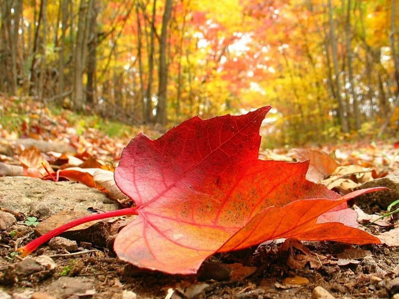 Осенние листья словно. Осень. Фотографии осени. Осенняя листва. Осень листья.