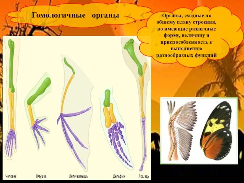 Строение аналогичных органов