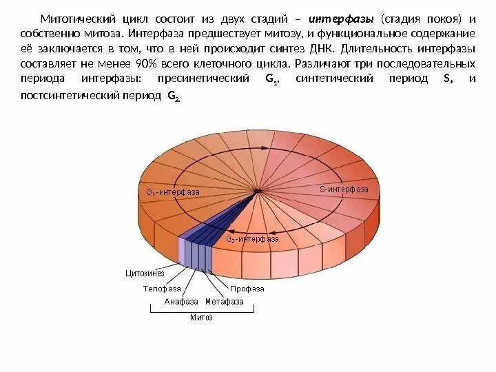 Большие циклы состоят из. Методический цикл клетки. Митотический цикл клетки периоды. Митотический цикл клетки. Фазы митоза. Митотический цикл синтетический период.