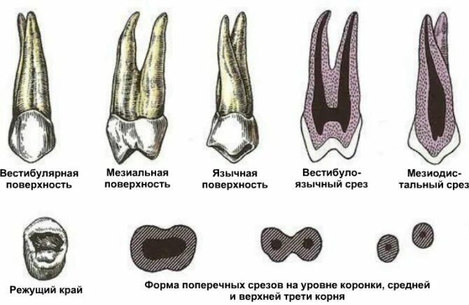 верхний премоляр зуб анатомия. второйпермоляр нижней челюсити. моляр и премоляр верхней челюсти. первый премоляр анатомия. моляр и премоляр верхней челюсти.