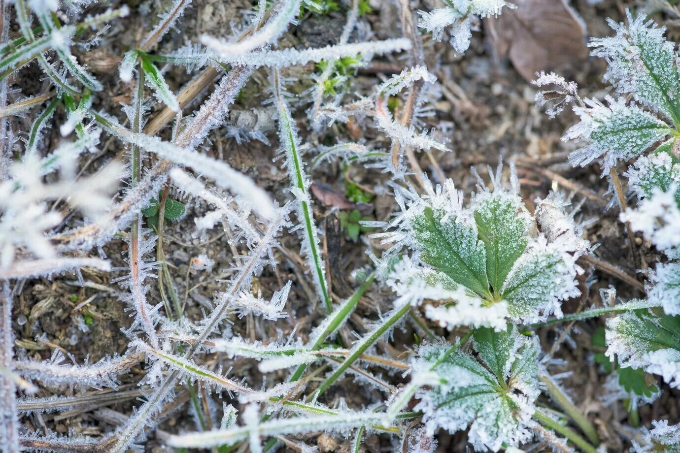 Заморозки. Заморозки на почве. Заморозки Мороза. Заморозки в сентябре.