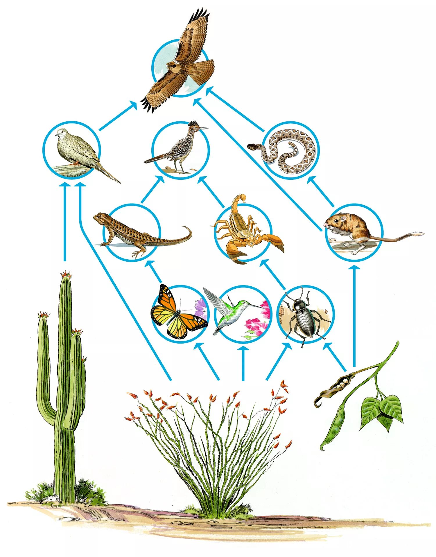Схема цепи питания пустыни. Цепь питания пустыни. Пищевая цепочка. Пищевая цепь в пустыне. Цепь питания в пустыне.