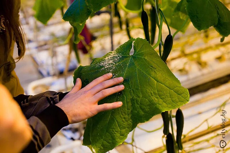 Минский парниково-тепличный комбинат. Минский тепличный комбинат. Парниково-тепличный комбинат минск. Минский тепличный комбинат. Тепличный комбинат рудаково витебск.