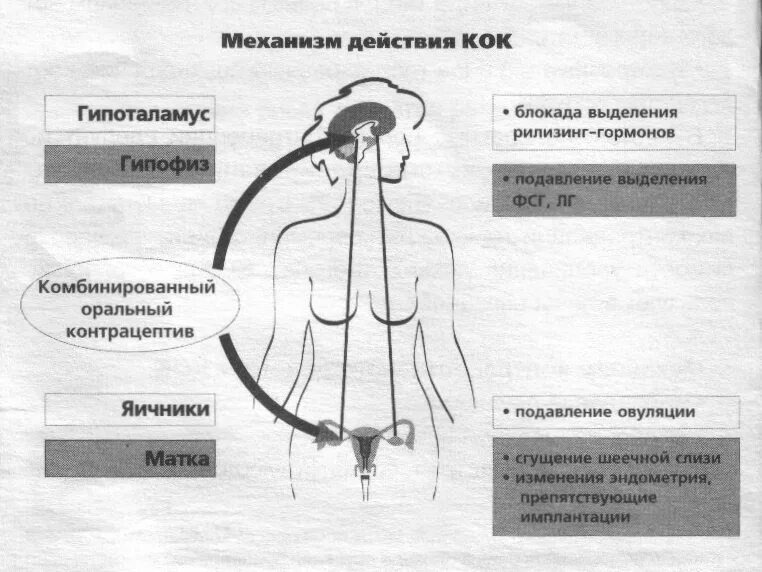 Механизм действия гормональных контрацептивов. Комбинированные оральные контрацептивы механизм действия. Механизм контрацептивного действия гормонов. Механизм действия гормональных средств контрацепции. Овуляция при приеме кок