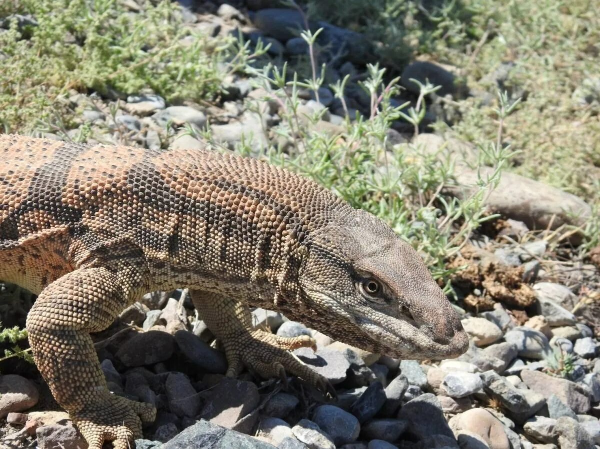 Среднеазиатский серый Варан. Туркменский Варан. Varanus griseus – серый Варан. Южноазиатский Варан.