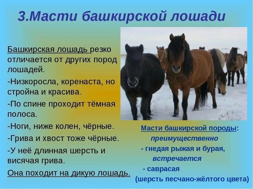 Мясо какого животного используют башкиры