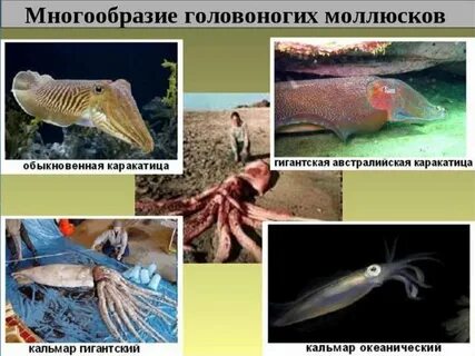 Четырехжаберными головоногими моллюсками являются