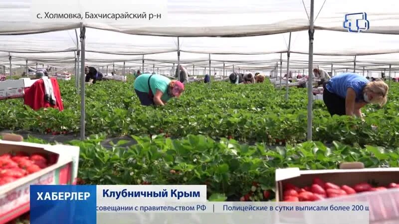 Погода в холмовке бахчисарайского. Холмовка Крым. Холмовка Крым клубника. Холмовка Бахчисарайский район. Холмовка Бахчисарайский район клубника.