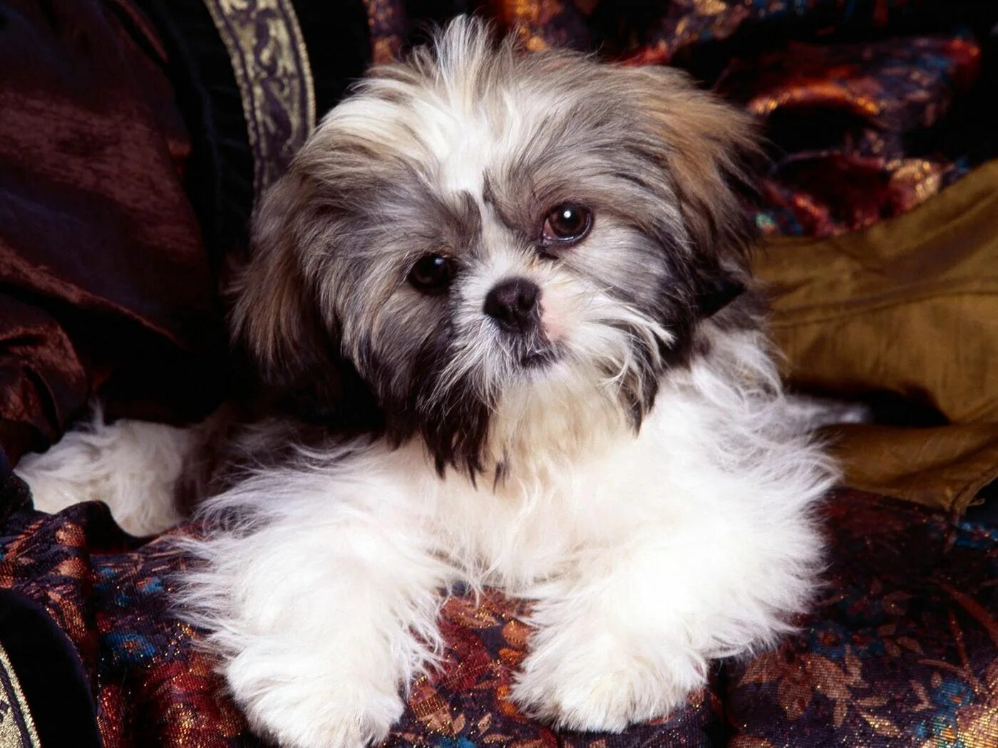 Порода собак ши-тцу. Три цу. Щенки ши тцу. Порода собак ши-тцу. Три цу.