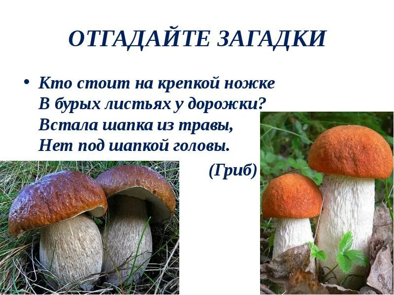 Рук нет а строить умеет загадка ответ. Загадка кто стоит на крепкой ножке. загадки стоит крепкая ножка. кто стоит на крепкой ножке в бурых листьях у дорожки встала. отгадай загадку самый красивый гриб.