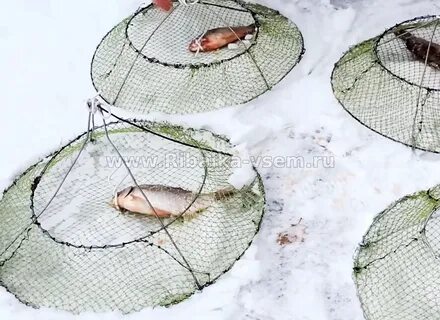 Лучшая приманка в раколовку
