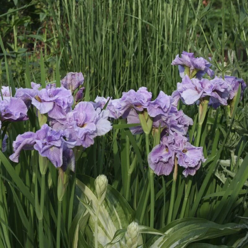 ирис сибирский пинк парфе. ирис сибирский пинк парфейт pink parfait. ирис сибирский пинк парфайт. ирис сибирский "pink parfait" (iris sibirica). ирис сибирский "pink parfait" (iris sibirica).