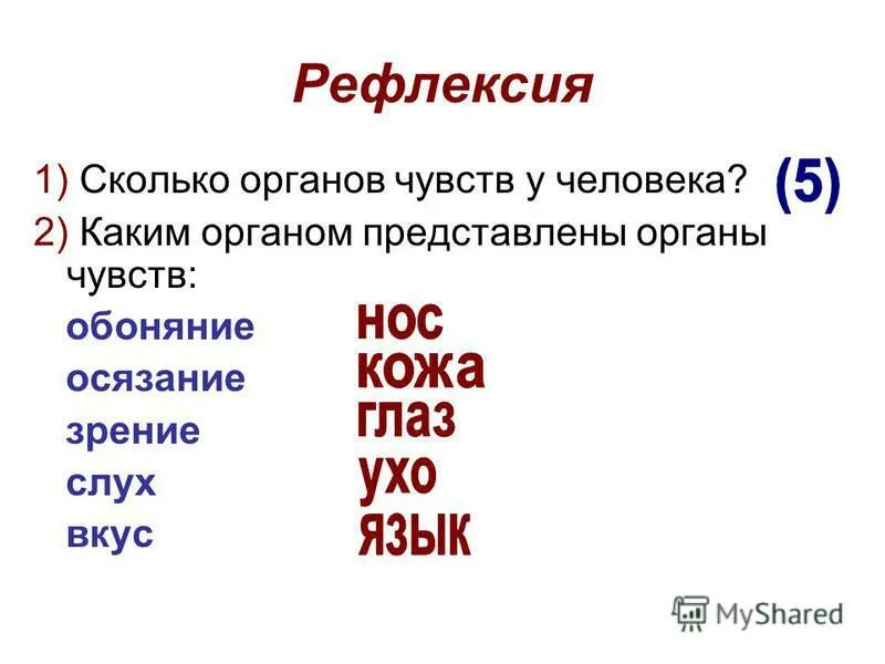 Сколько главных. 6 Органов чувств человека. Сколько органов чувств у человека 2 класс. Сколько органов у человека количество. Язык один из скольких органов чувств.