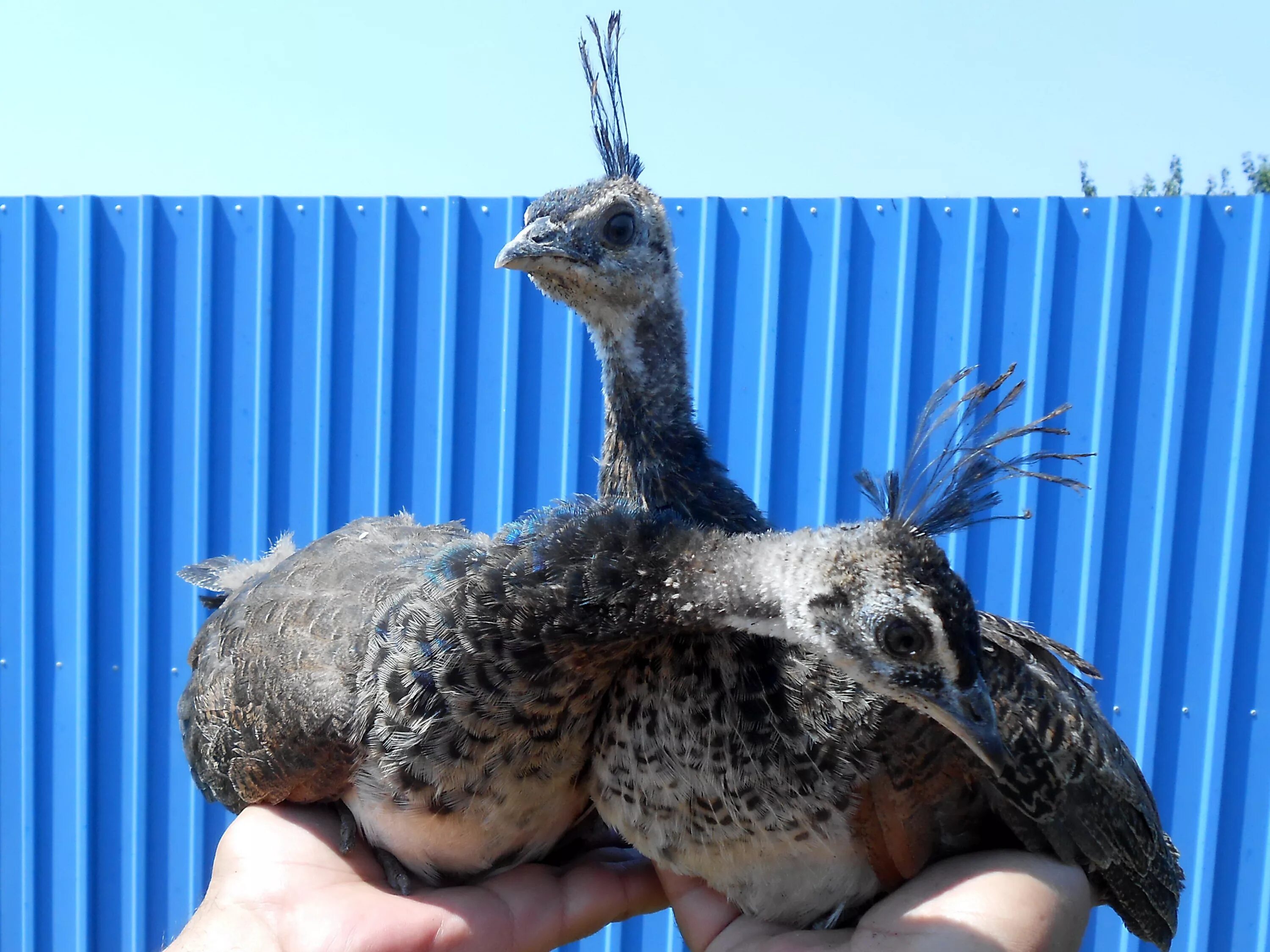 авито тула птица