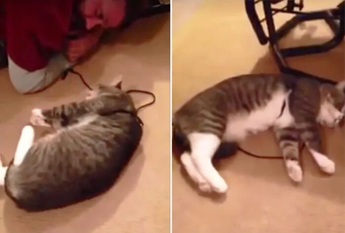 Кот притворился видео. Кошка притворяется мертвой. кот не хочет идти гулять притворяется мертвым. кот притворщик. кот притворяется собакой.