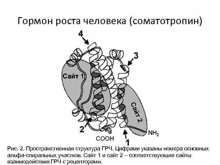 Соматотропин гормон строение. Гормон роста химическая структура. Строение соматотропный гормон (СТГ). Гормон роста формула химическая.