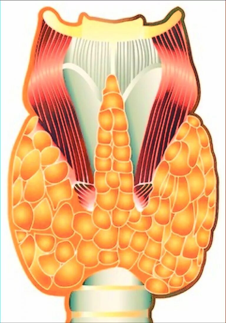 Что такое щитовидная железа. Щитовидная железа щитовидная железа. Щитовидная железа изображение.
