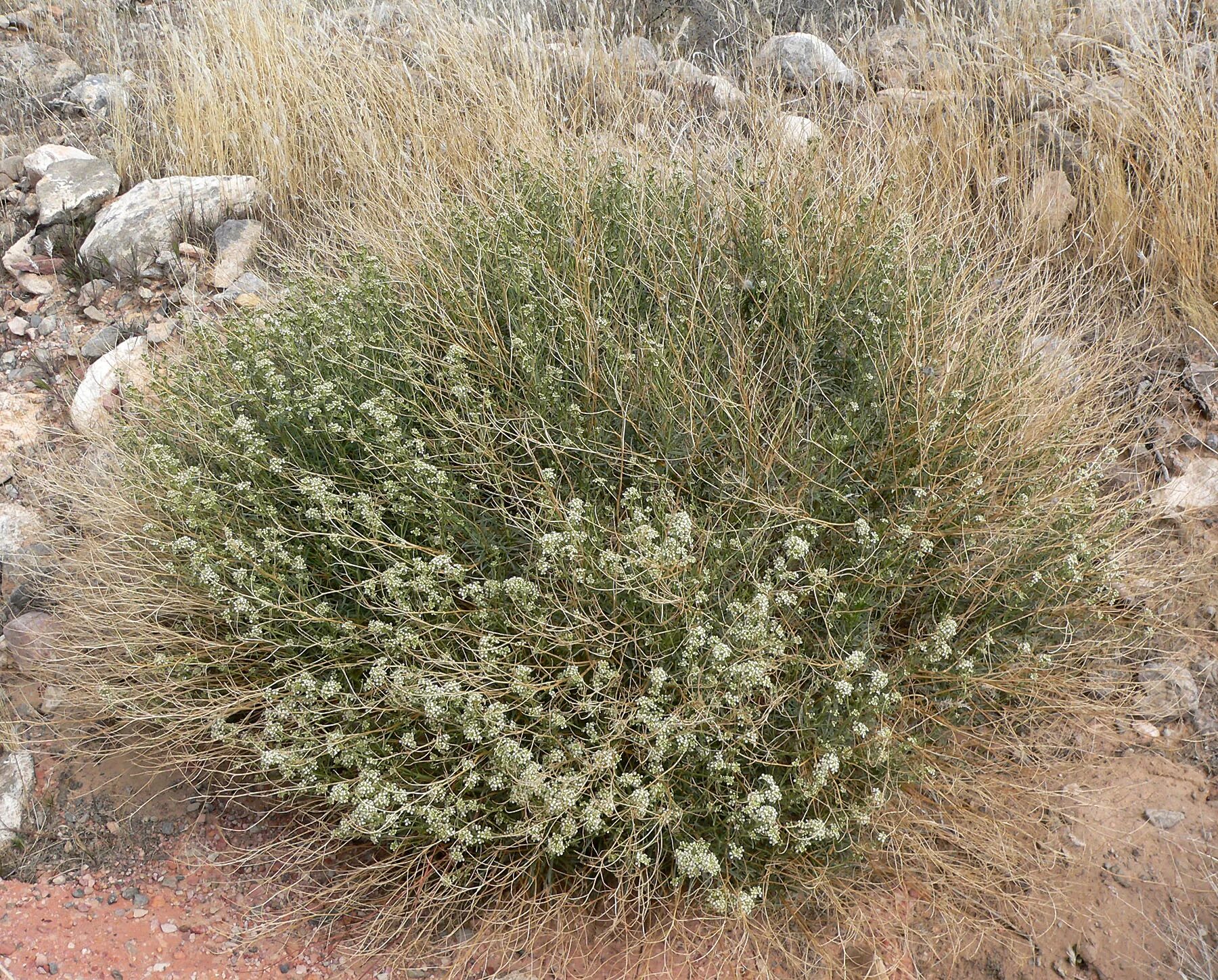 Горный полукустарник 8 букв. Клоповник мусорный (Lepidium ruderale). Клоповник широколистный. Полукустарник полукустарники. Клоповник ползучий.