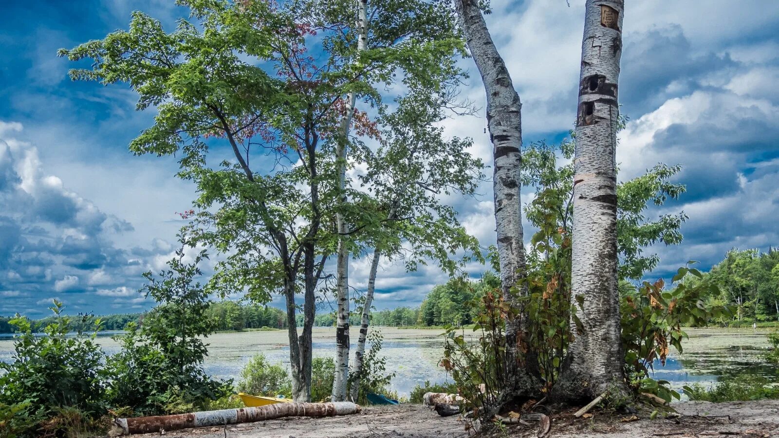 Березы на берегу озера. Море березка. Море березки. Березовая роща озеро ивановская область. Море березки.