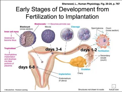 How Long After Ovulation nude pic, sex photos Conception And Implantation H...