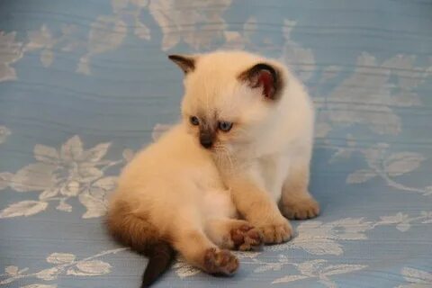 Окрас поинт