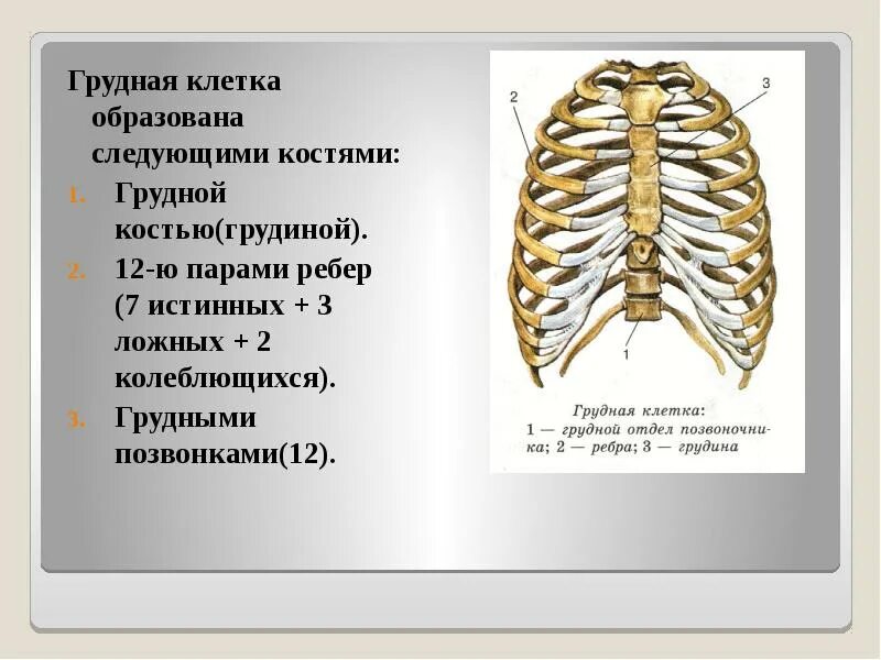Количество пар ребер составляющих грудную клетку составляет. Кости образующие грудную клетку человека. кости образующие скелет грудной клетки. название костей образующих грудную клетку. грудная клетка образована следующими костями.