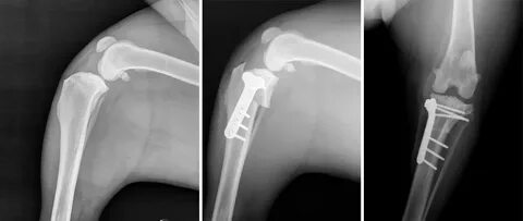 Операция tplo собаке