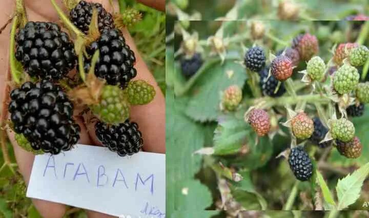 Ежевика агавам описание сорта. Ежевика агавам. ежевика агавам с5. ежевика агавам куст. сорт ежевики агавам.