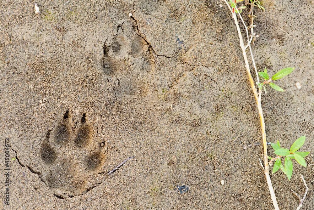 Best Animal Footprint Stock Photos, Pictures & Royalty-Free Images - iStock