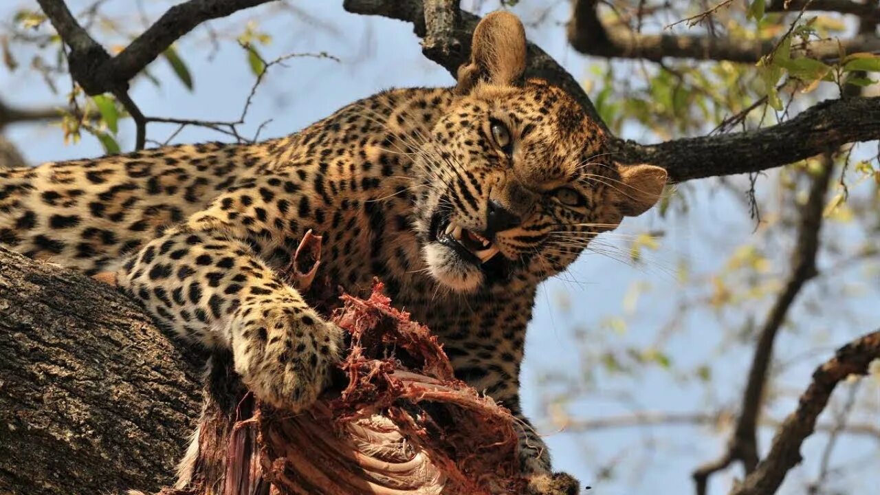 Дальневосточный леопард и африканский леопард. Гепард на охоте. Гепард леопард ягуар. Хищники жизнь в природе. Дальневосточный леопард с добычей.