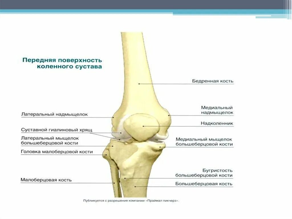 Мыщелок колена. Мыщелок большеберцовой кости. Наружная мыщелка большеберцовой кости. Латеральный мыщелок большеберцовой кости перелом. Хрящ бедренной кости.