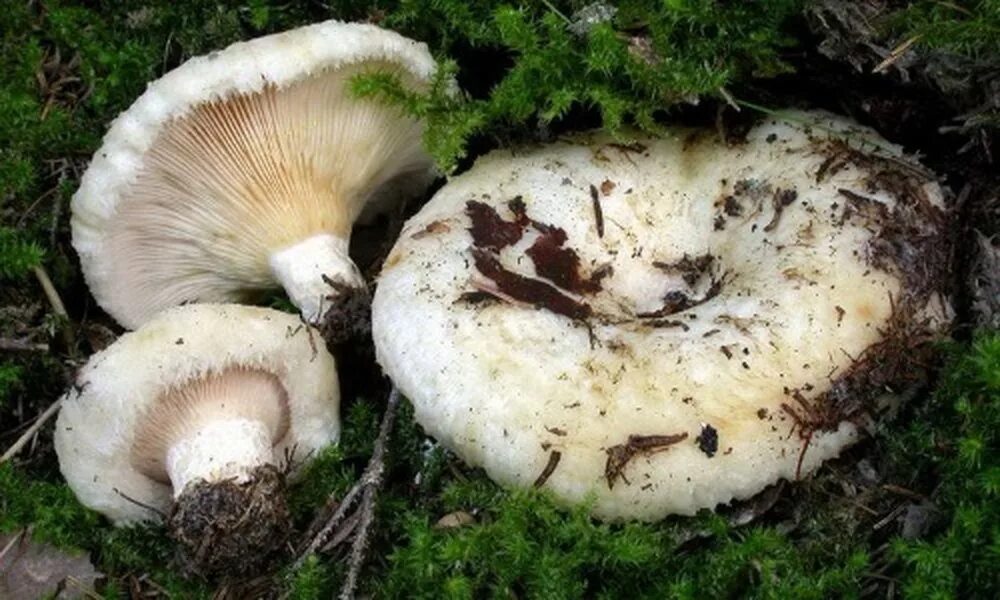 Груздь водянистозоновый (Lactarius aquizonatus). Белый груздь. Грузди подтопольники. Гриб подгруздок белый ложный. Есть гриб груздь