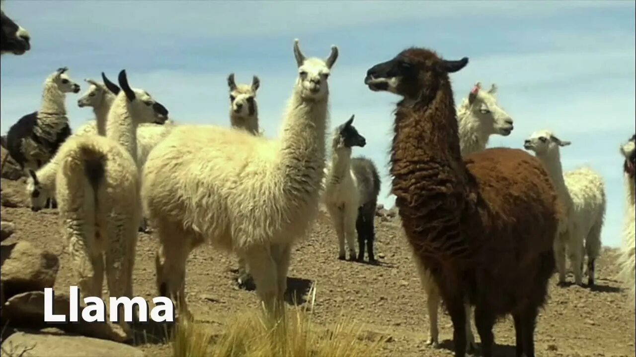 Video llama