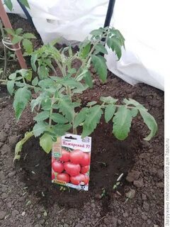 Томат пожарский