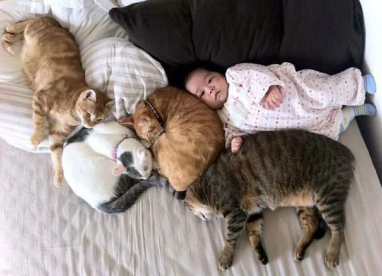 Два ребенка и две кошки