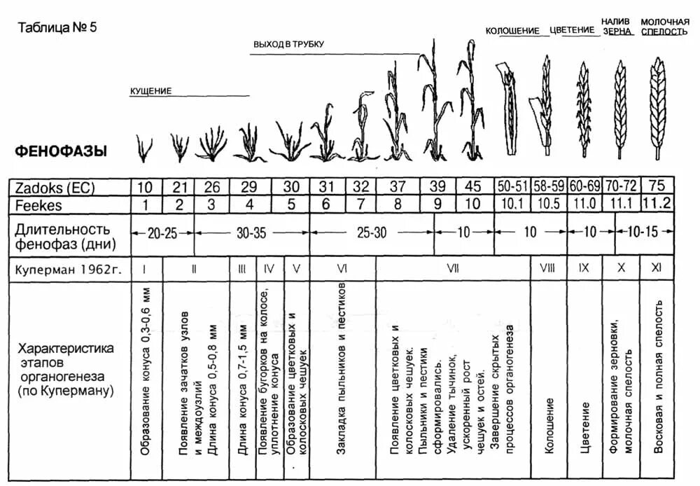 Фенологические фазы развития озимой пшеницы. Фенологические фазы растений таблица. Фенологические фазы растений (по в. в. Алехину, 1938). Фазы развития озимой пшеницы таблица. М 12 этапы