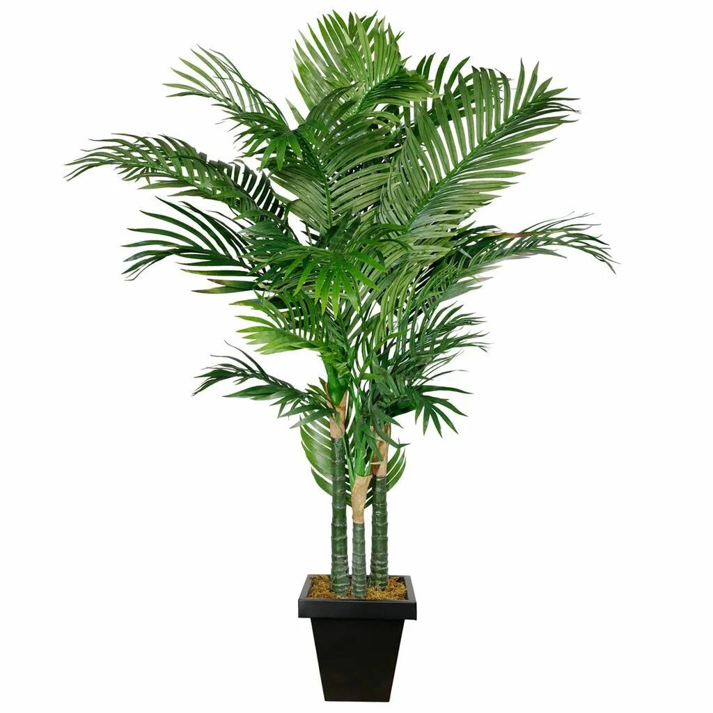 Areca palm Садовый центр "На Атарбекова"