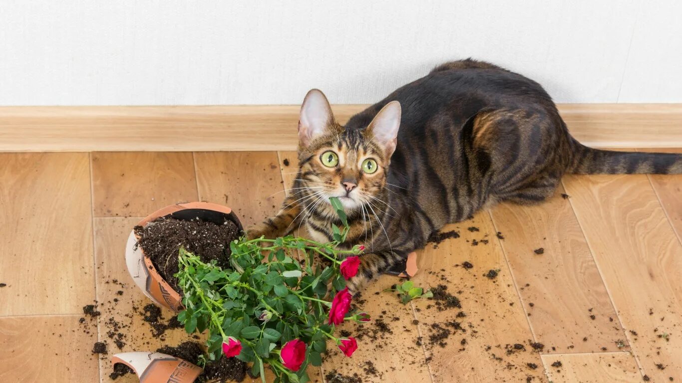 Cat plants. Кошки и растения. Кот на горшке. Кошки и комнатные растения. Кот уронил горшок.