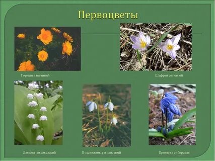 Первоцветы красной книги