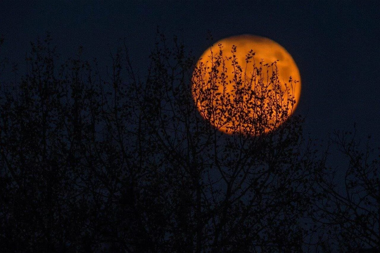 Большая оранжевая луна. Оранжевая Луна. Луна оранжевого цвета. Огромная оранжевая Луна. Хэллоуин полнолуние.