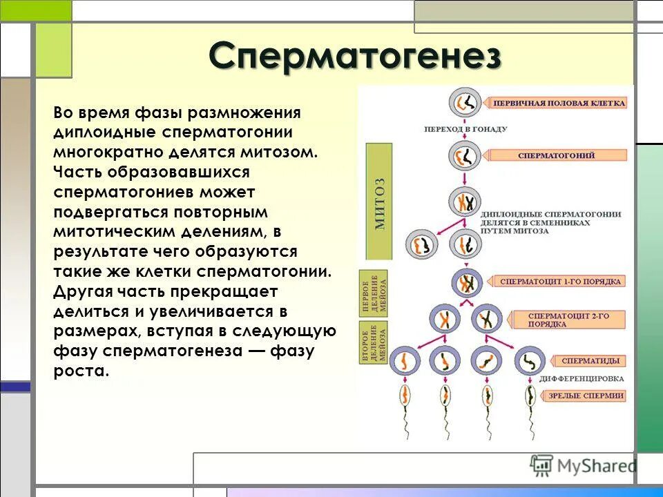 схема митотического деления клетки диплоидной клетки. фазы митоза 2n2c. материнская клетка митоз. диплоидные клетки делятся митозом. деление клетки таблица.