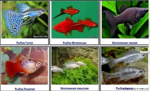Распространенные аквариумные рыбки