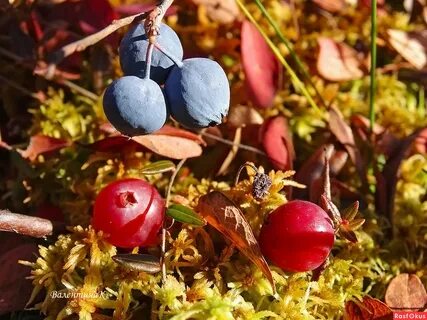 Сибирские ягоды какие
