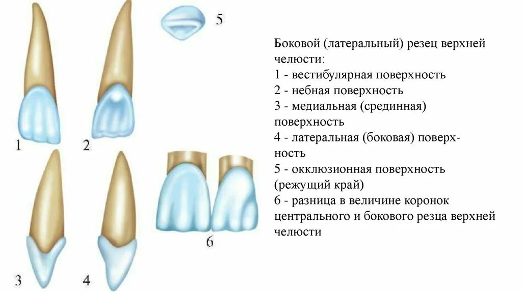 Резцы передние на верхней челюсти высокие фото 