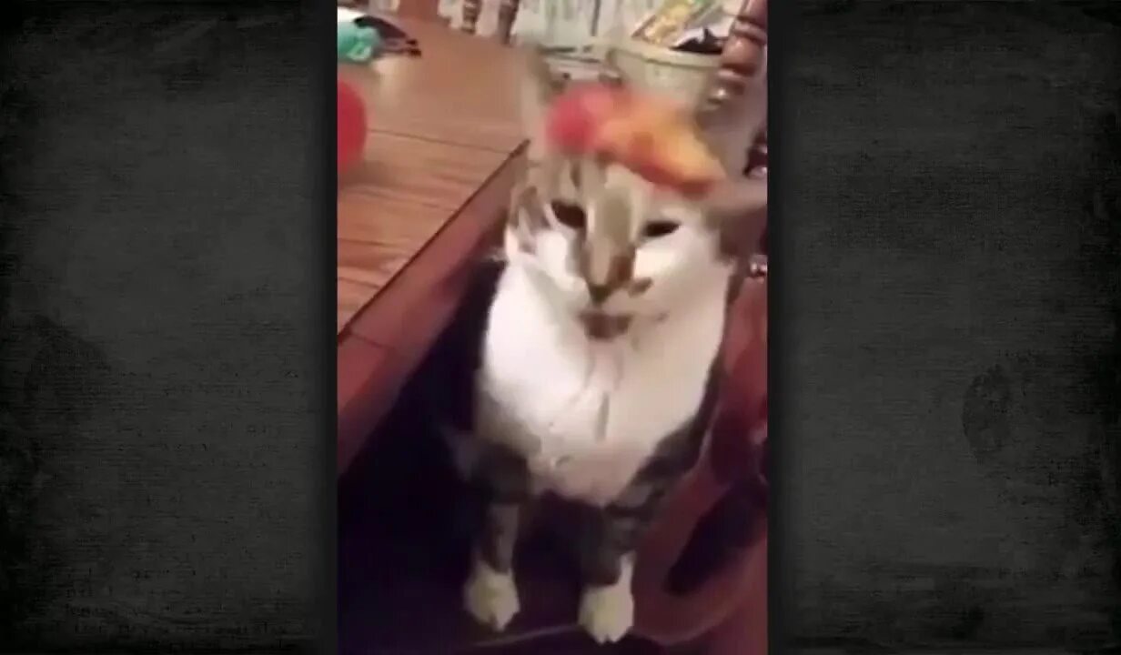 Кот блюет видео. Кот рыгает. кота тошнит гиф.